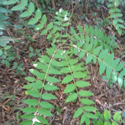 IMG-20220213-174537.jpg