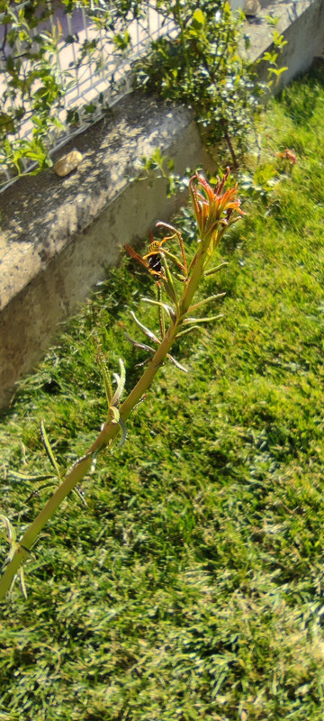 IMG-20220720-182728.jpg