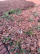 IMG-20220803-101621.jpg