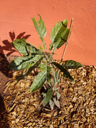 IMG-20220818-173024.jpg