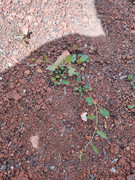 IMG-20220921-123649.jpg
