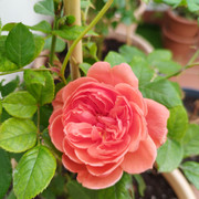 IMG-20221109-092309.jpg