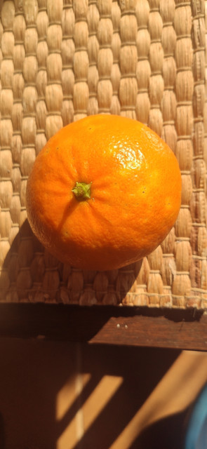IMG-20221113-130632.jpg