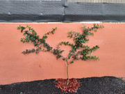 IMG-20221126-100618.jpg
