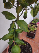 IMG-20221202-093317.jpg
