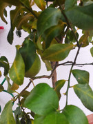 IMG-20221202-093322.jpg