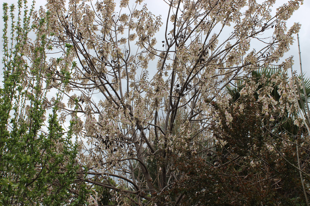IMG-2179.jpg