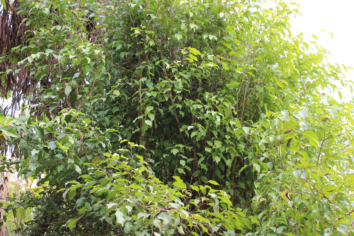 IMG-2200.jpg