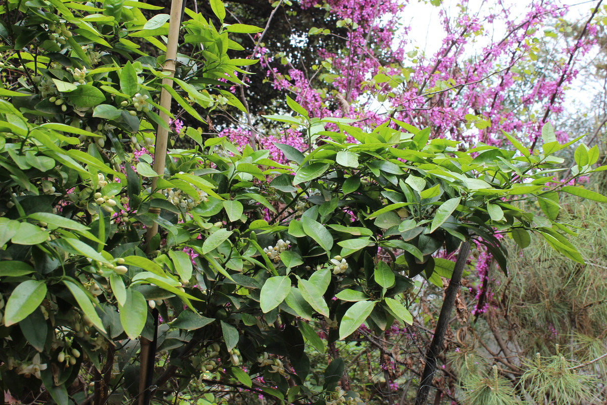 IMG-2214.jpg