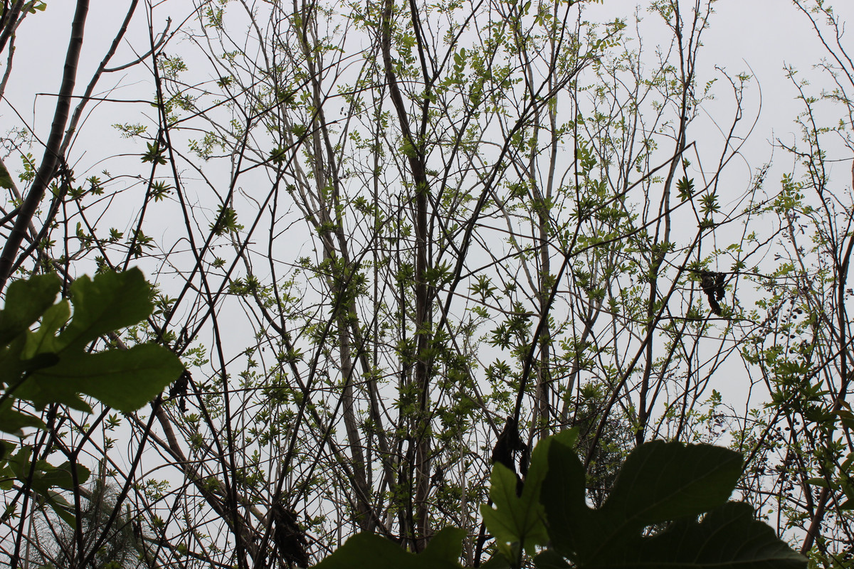 IMG-2265.jpg