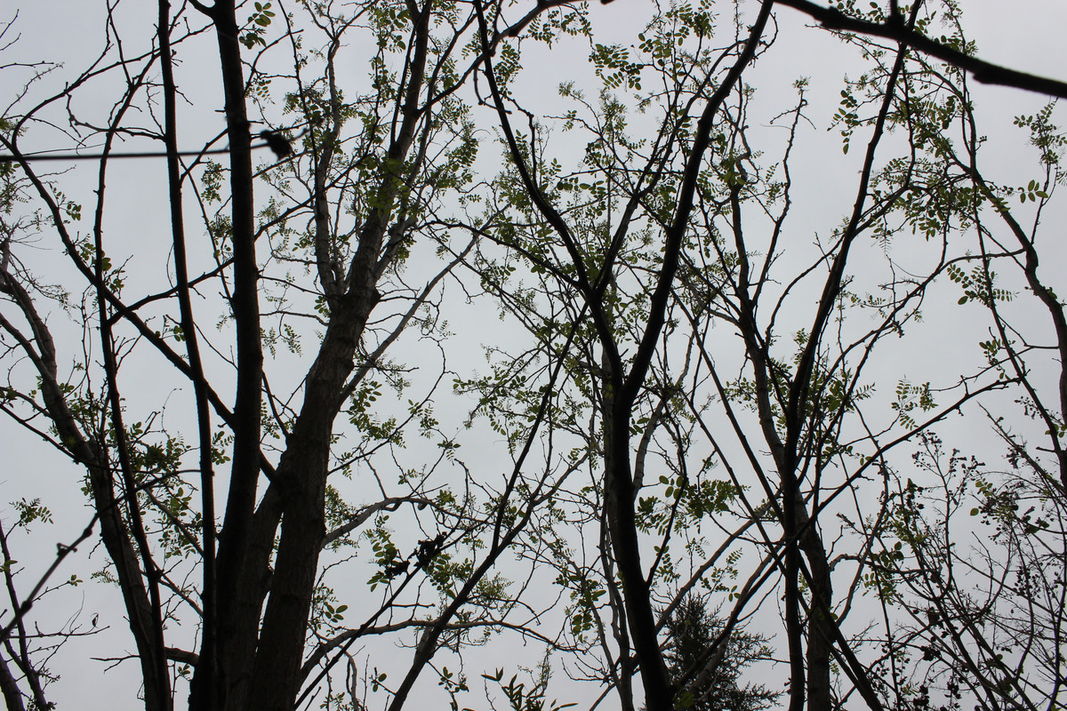 IMG-2268.jpg