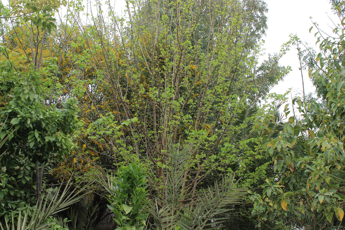 IMG-2278.jpg