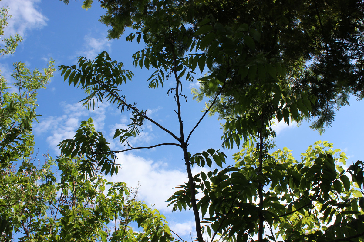 IMG-2589.jpg