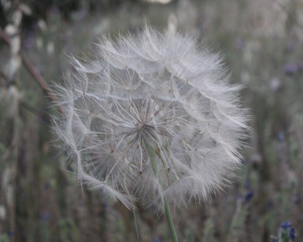 IMG-2937v2.jpg
