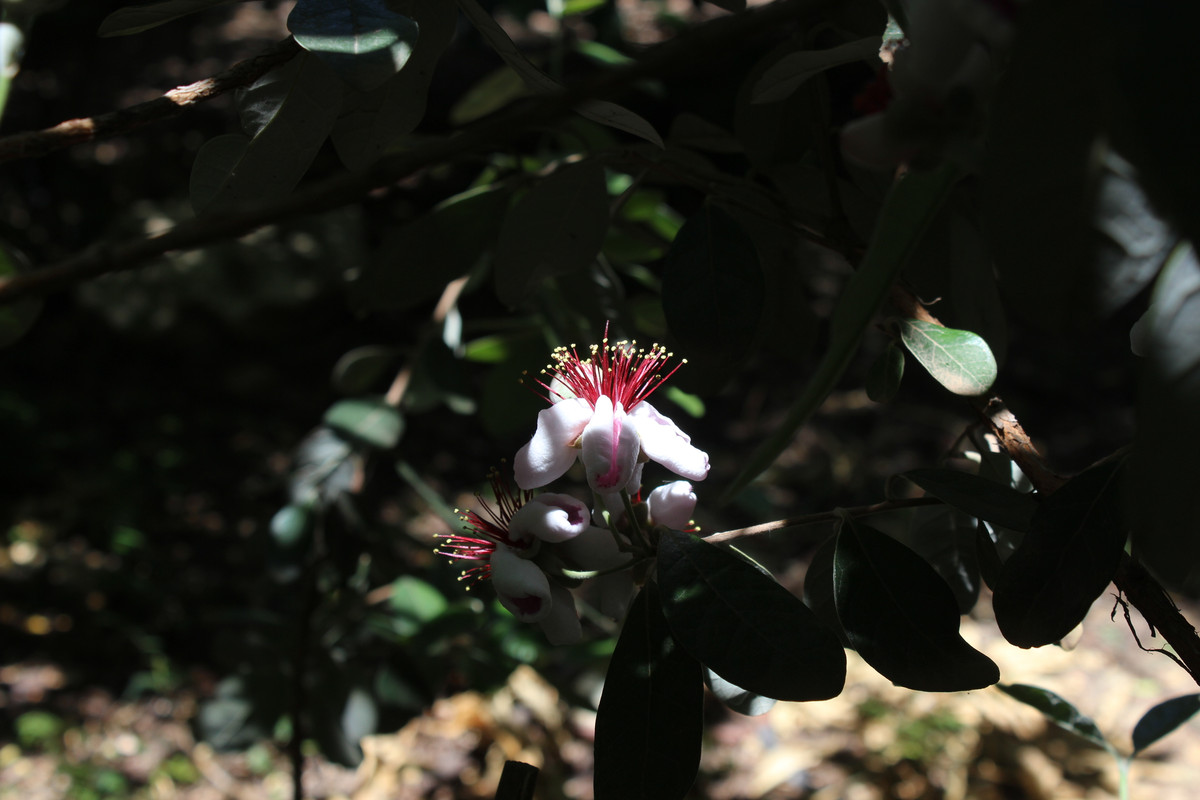 IMG-2943.jpg