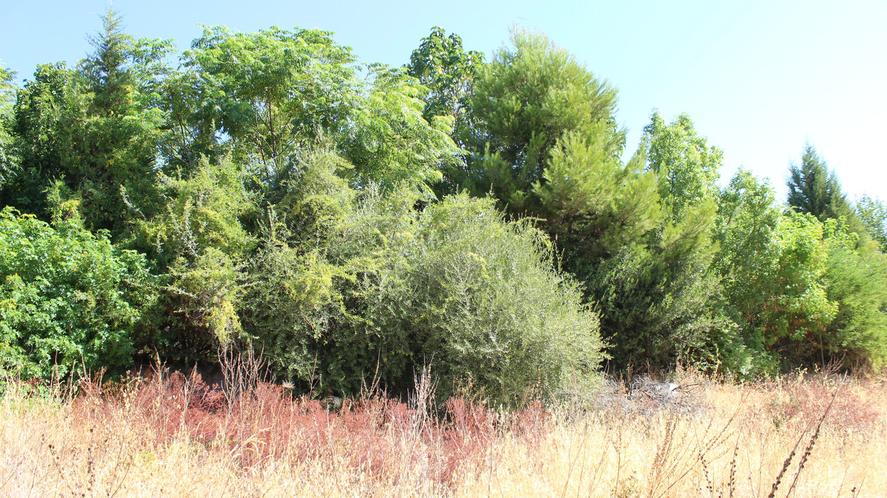 IMG-3780.jpg