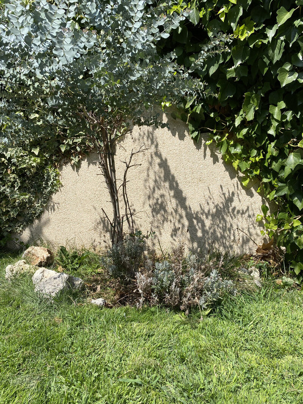 IMG-5233.jpg