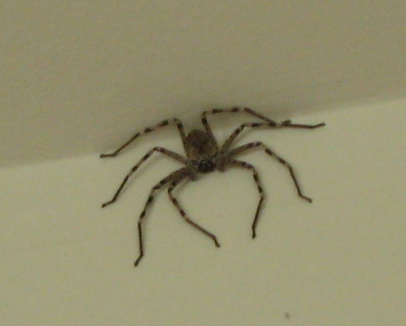 IMG-5569v2.jpg