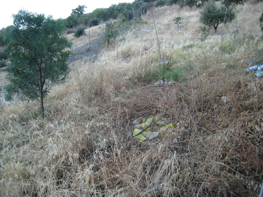 IMG-5596.jpg