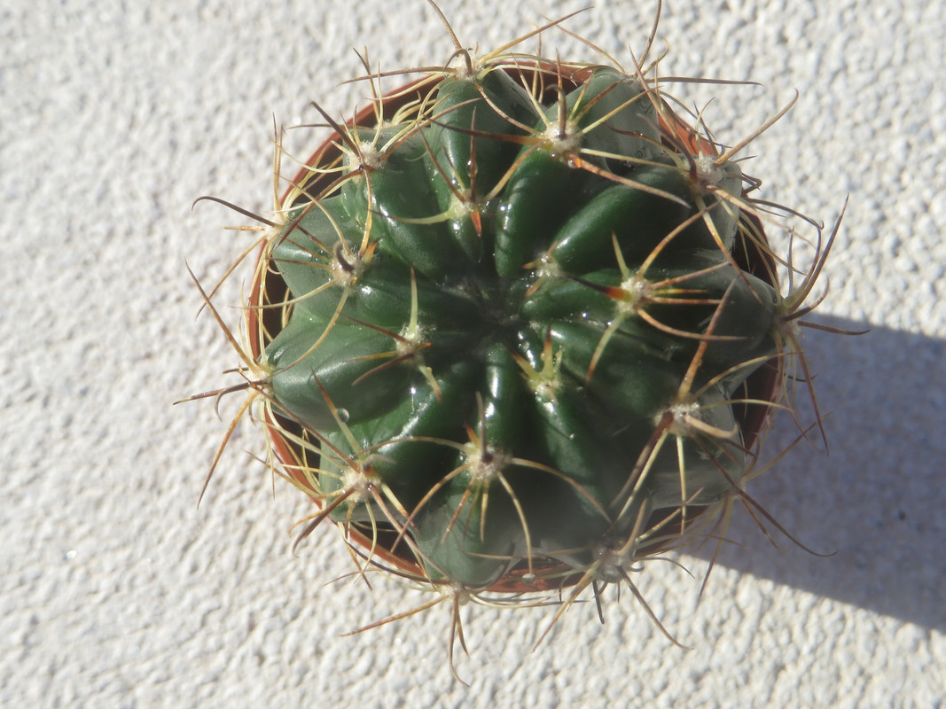 IMG-6168.jpg