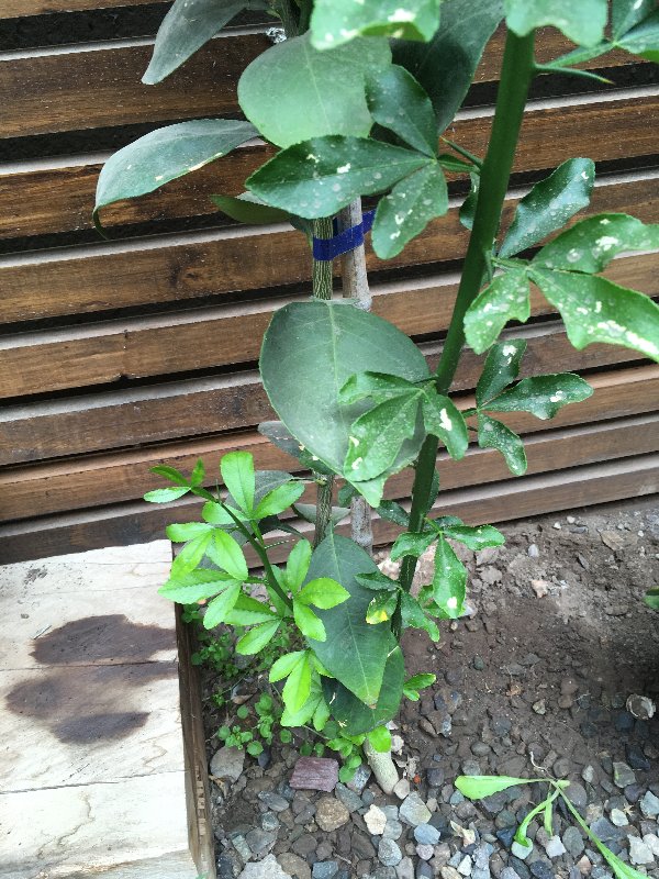 IMG-6399.jpg