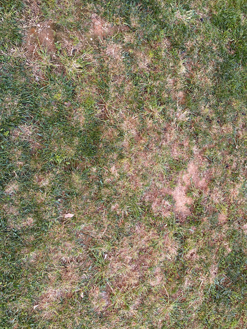IMG-6547.jpg