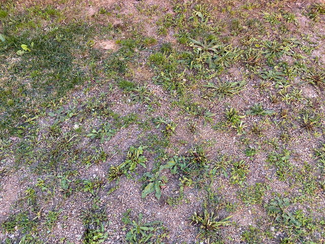IMG-6550.jpg