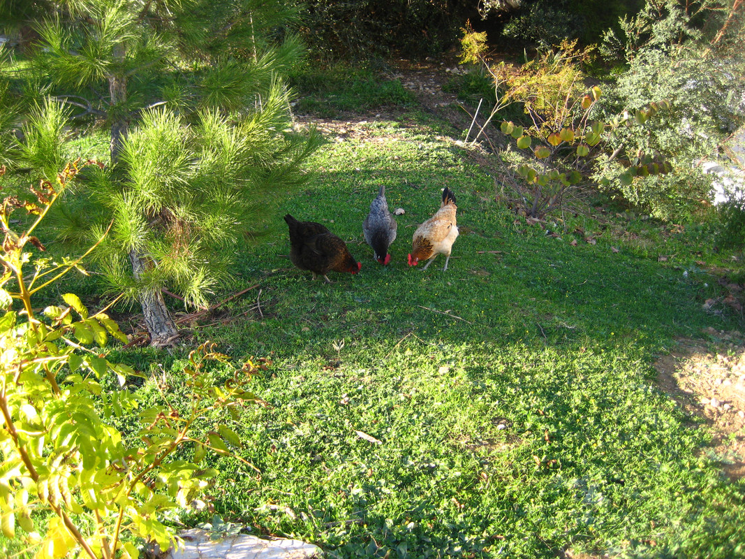 IMG-6585.jpg