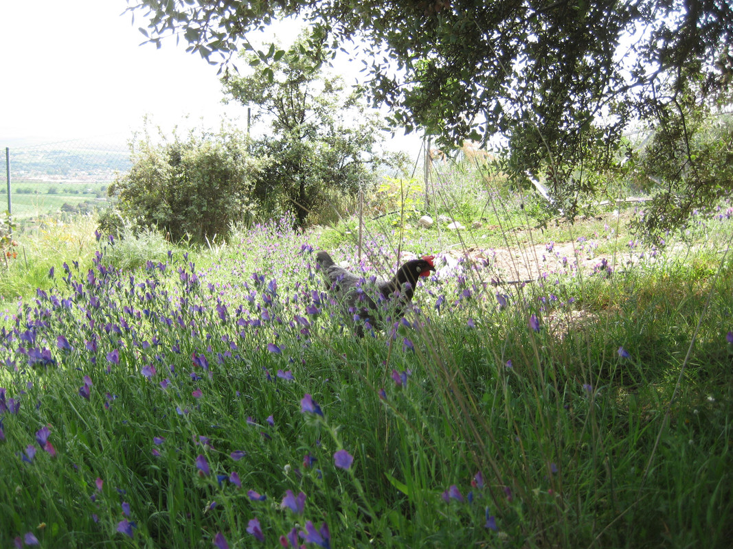 IMG-6791.jpg