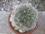 IMG-6822.jpg