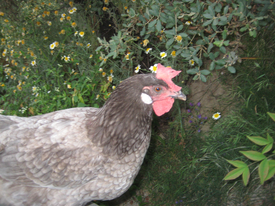 IMG-6831.jpg