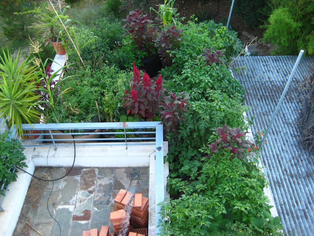 IMG-7367.jpg