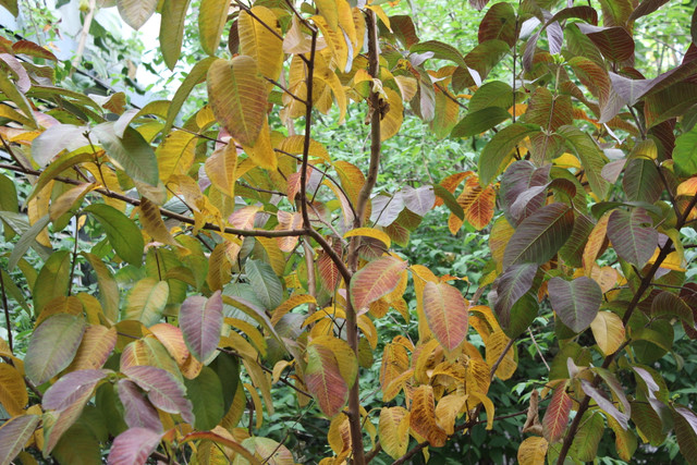 IMG-7458.jpg