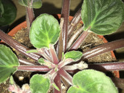 IMG-7668.jpg