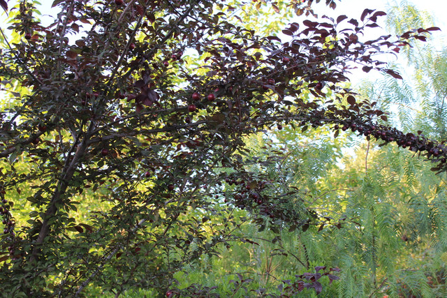 IMG-7846.jpg