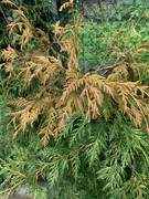 IMG-8139.jpg
