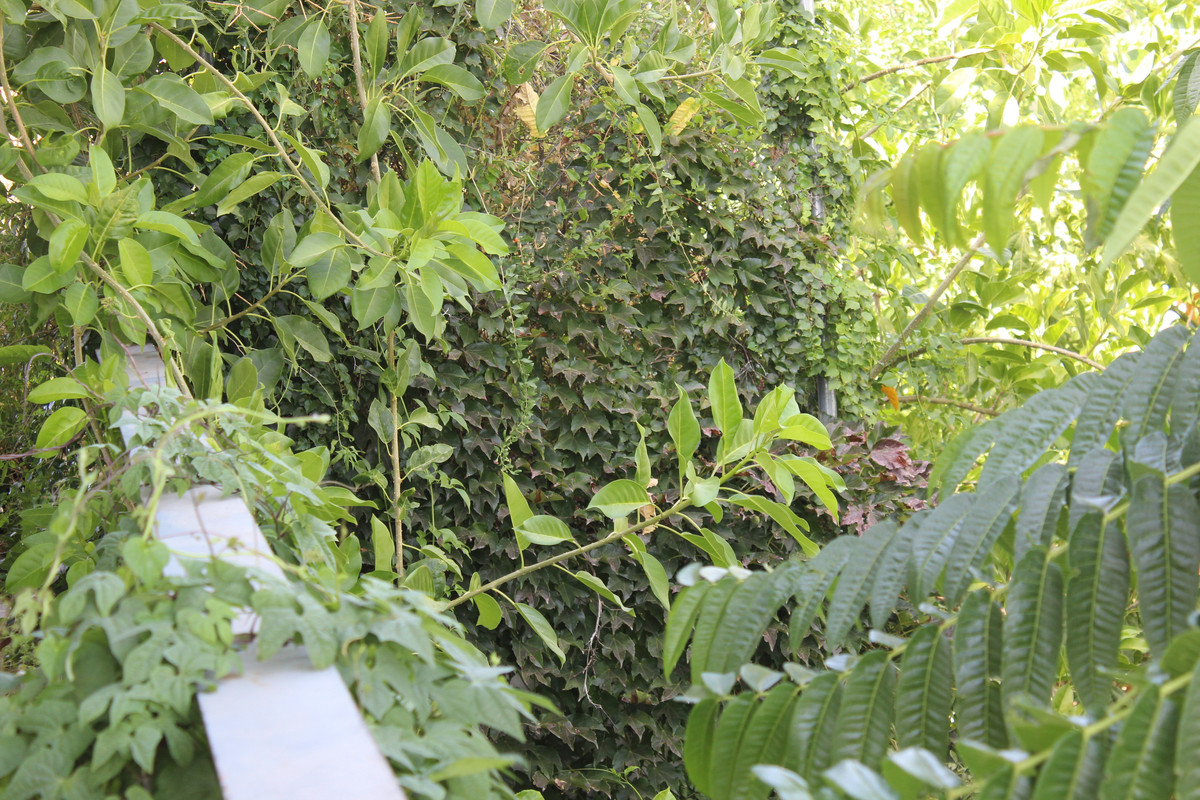 IMG-8299.jpg