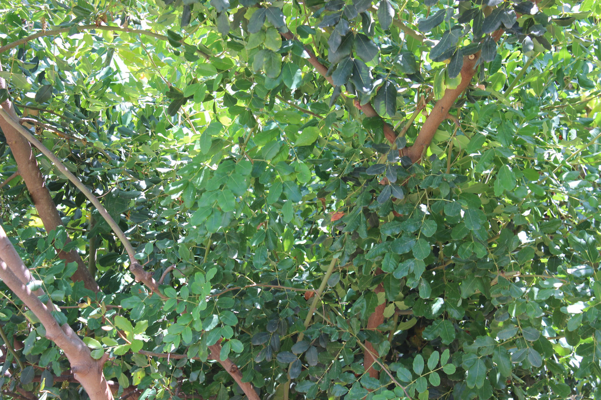 IMG-8352.jpg