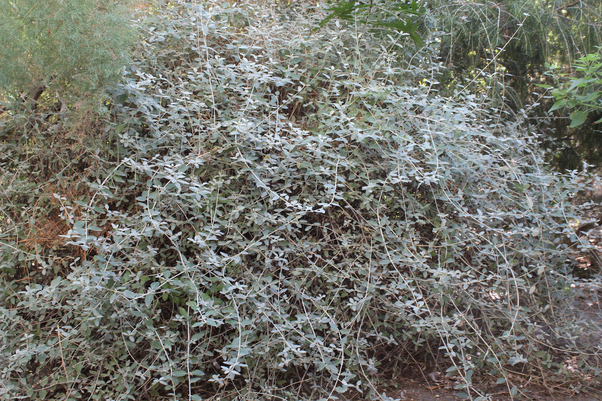 IMG-8537.jpg