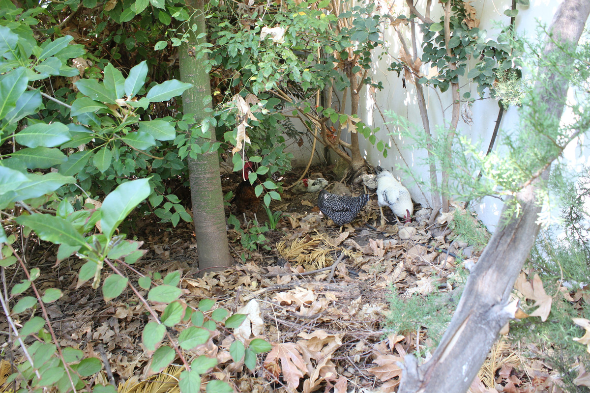 IMG-9046.jpg