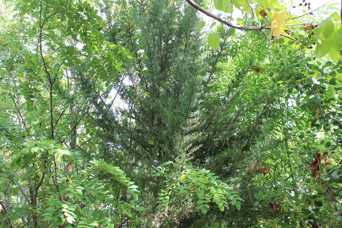 IMG-9153.jpg