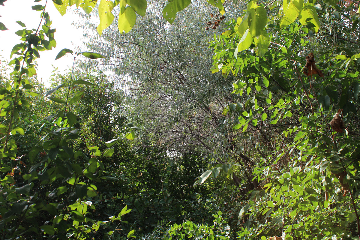 IMG-9156.jpg