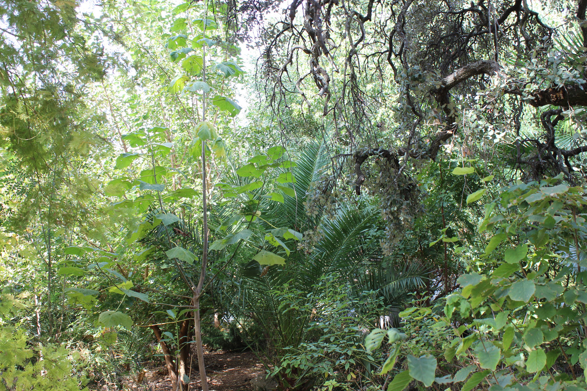 IMG-9165.jpg