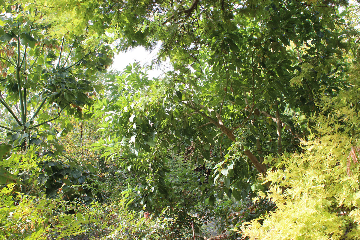IMG-9168.jpg