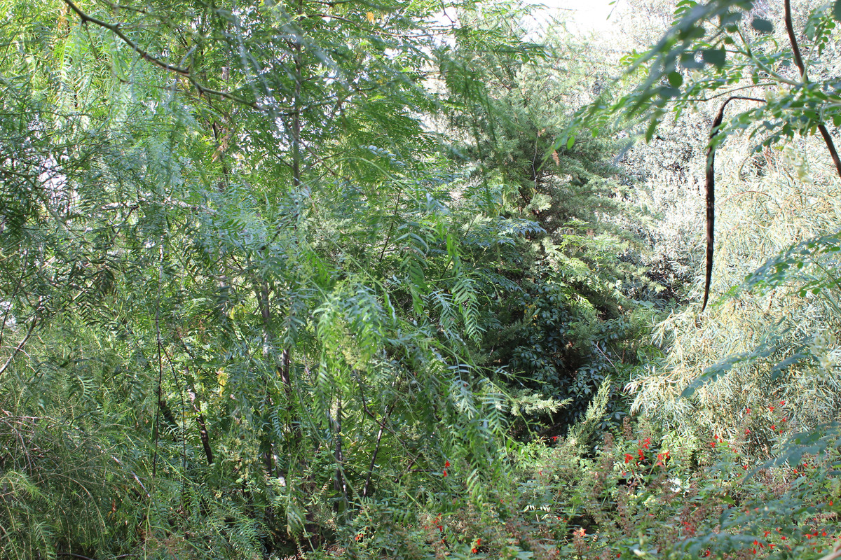 IMG-9203.jpg