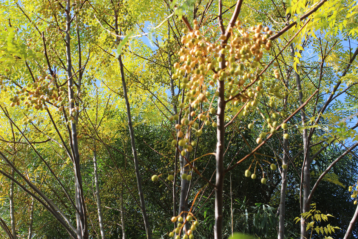 IMG-9637.jpg