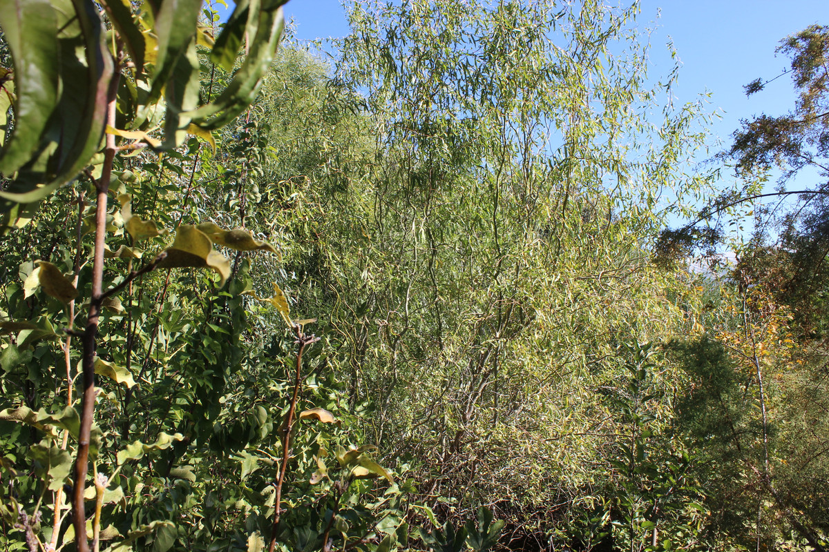 IMG-9708.jpg