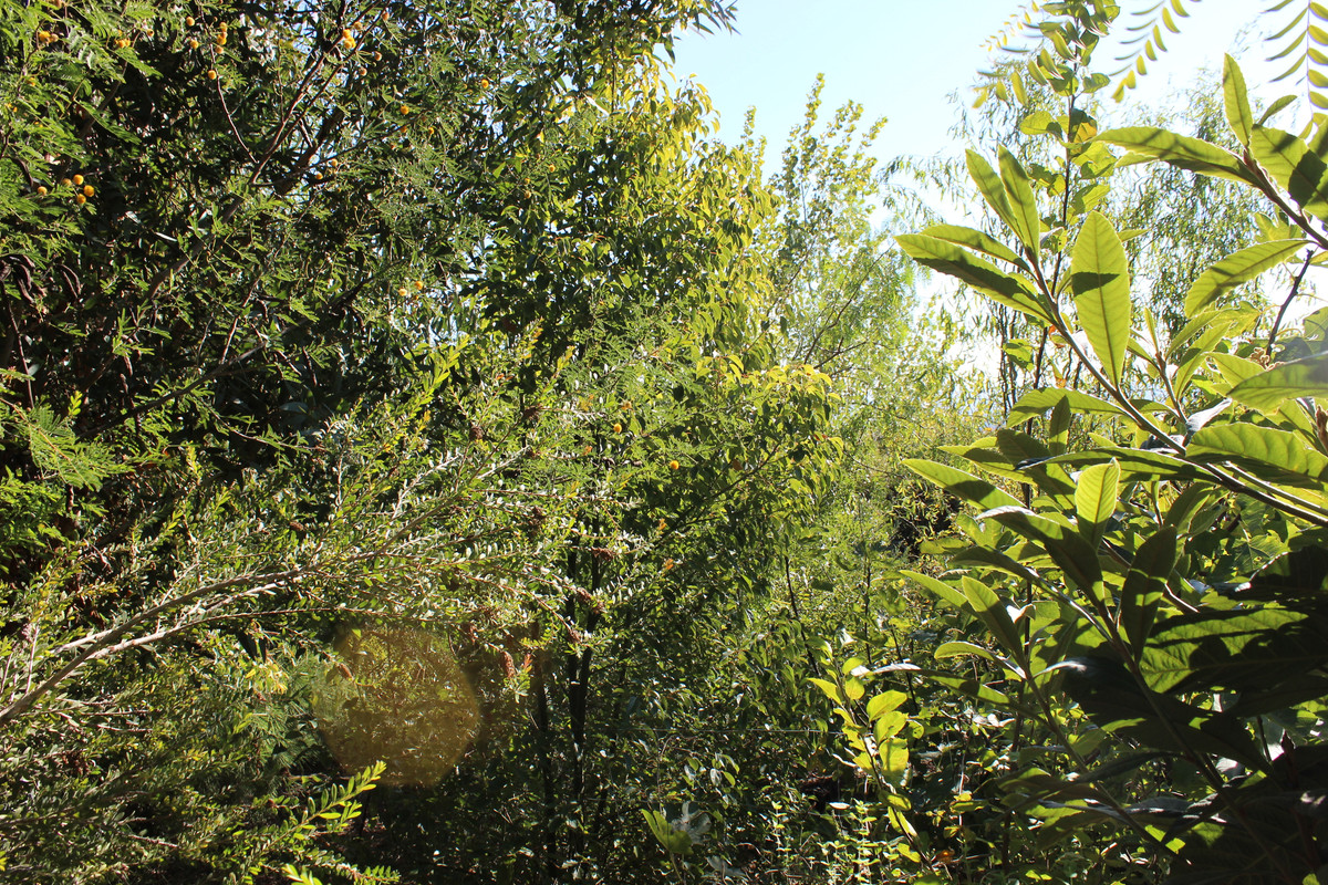 IMG-9715.jpg