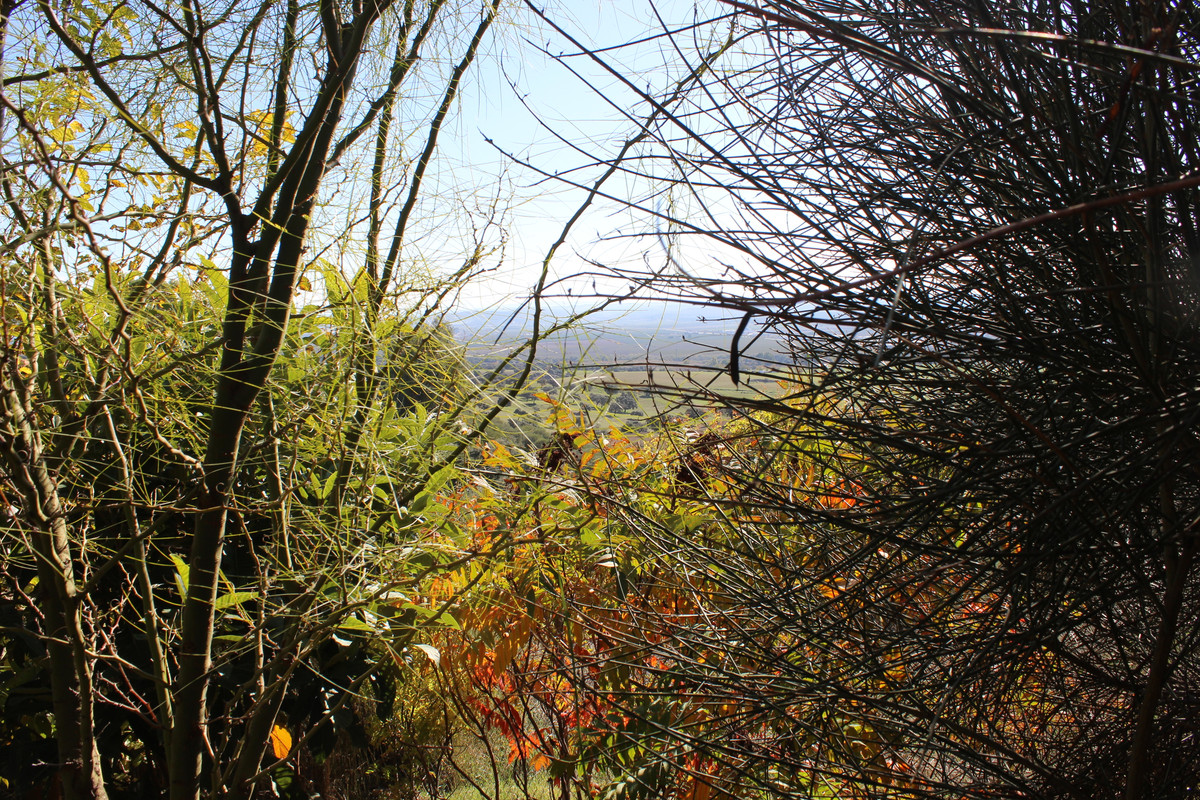 IMG-9731.jpg