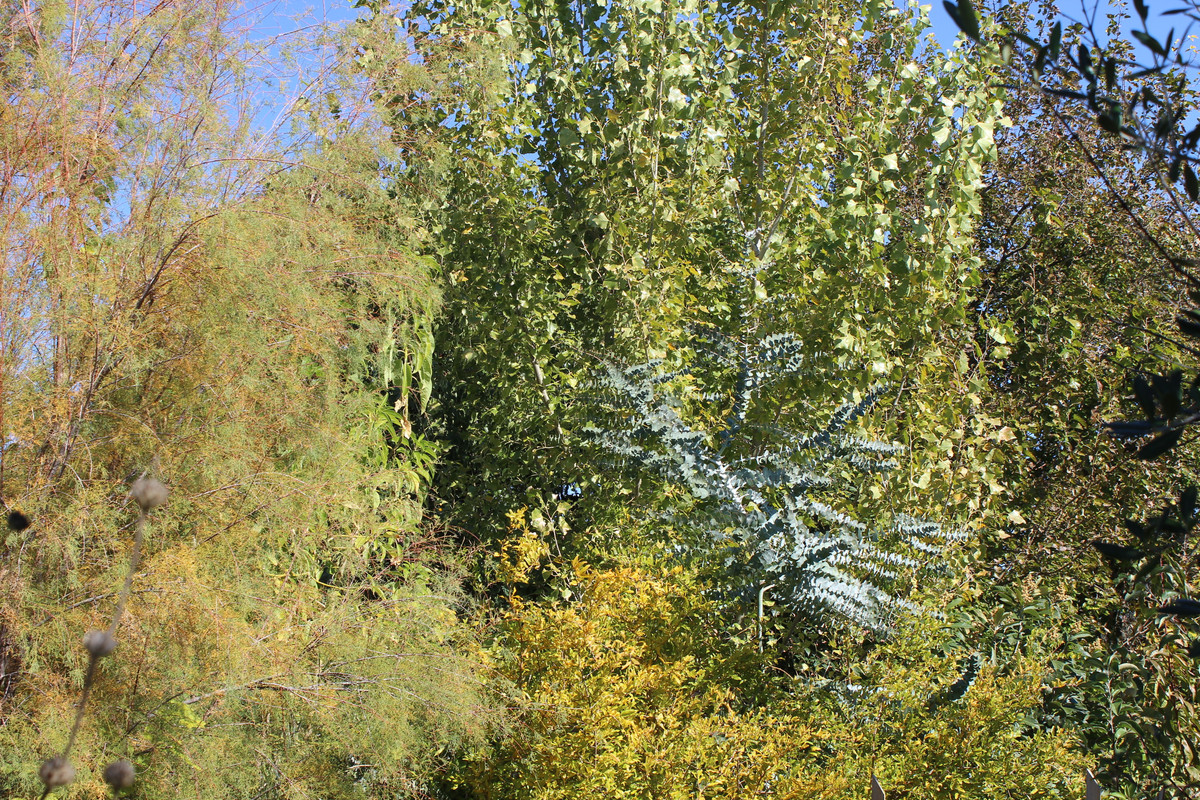 IMG-9739.jpg